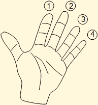Identification of fingers of the left hand