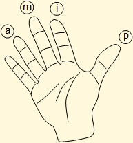 Identification of fingers of the right hand